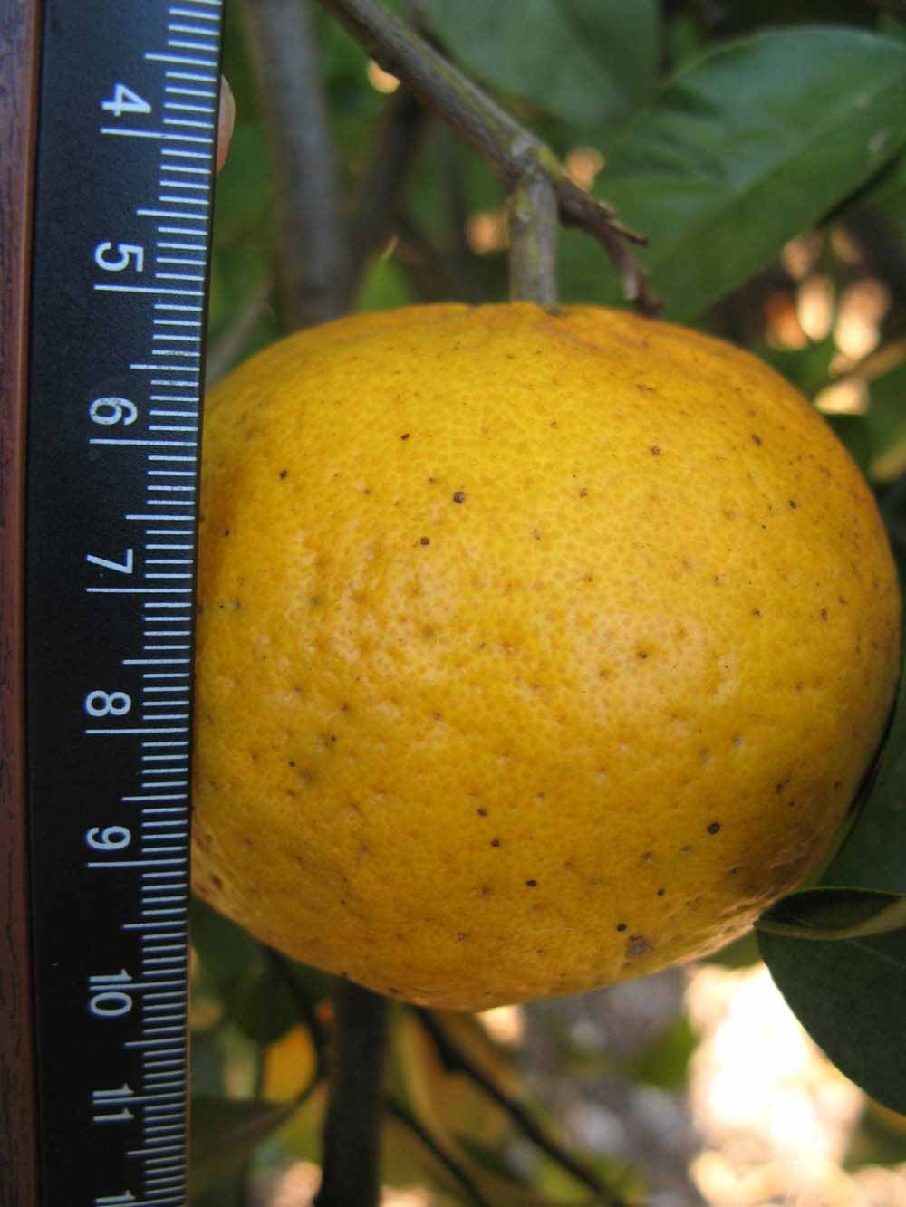              Fruit (Winter Haven, FL)       